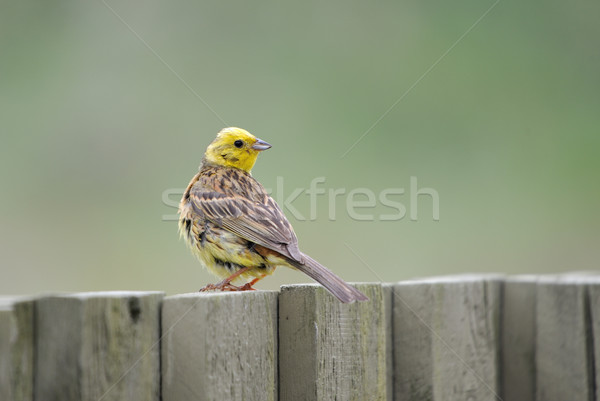 Stock photo: Yellowhammer