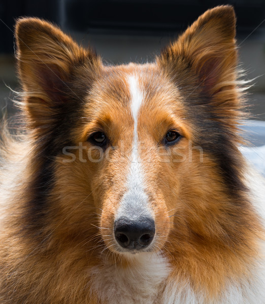 Collie Stock photo © mobi68
