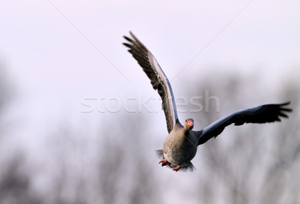 Gri kaz doğa kuş tüy uçan Stok fotoğraf © mobi68