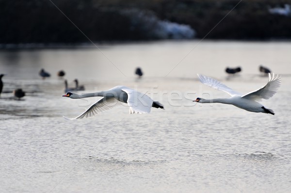 Swans in flight Stock photo © mobi68