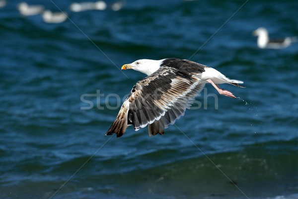 Gull in flight Stock photo © mobi68