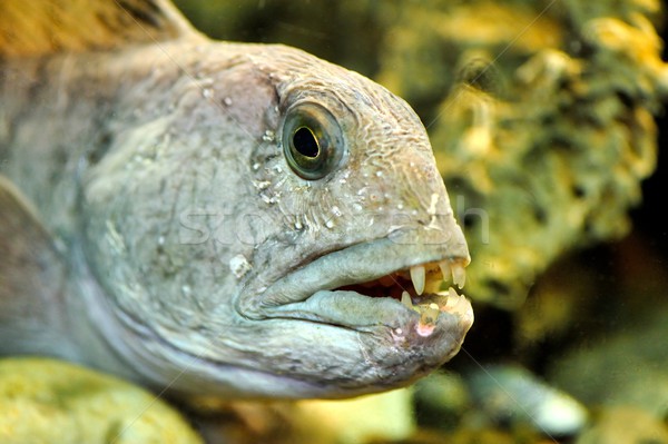 striped catfish Stock photo © mobi68