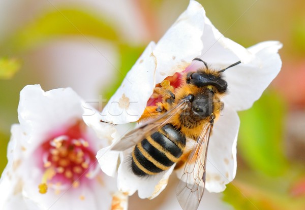 Közelkép háziméh fehér virág virág méh Stock fotó © mobi68