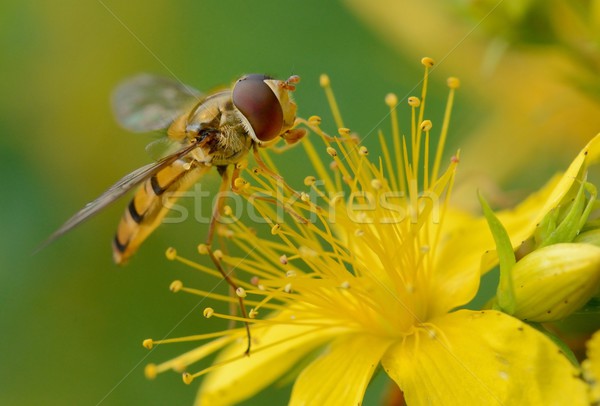 Fliegen Makro gelbe Blume Natur Biene Stock foto © mobi68