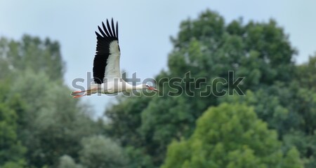 Foto d'archivio: Cicogna · volo · cielo · verde · nero · bianco