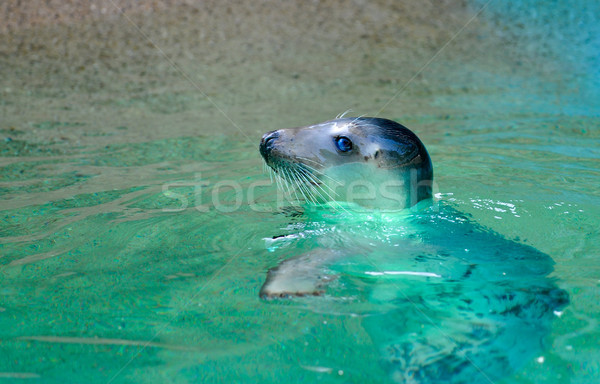 Sceau eau océan portrait [[stock_photo]] © mobi68