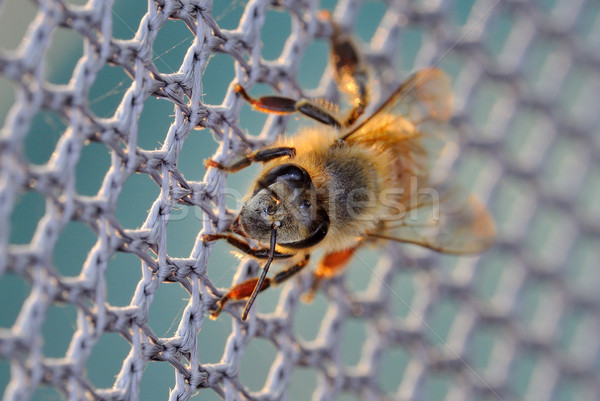 Mel de abelha com Foto stock © mobi68