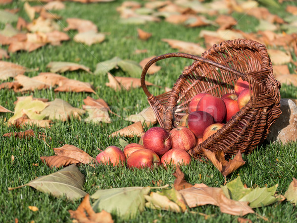 Foto stock: Manzana · cesta · rojo · manzanas