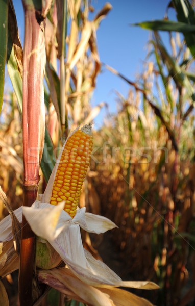 Foto stock: Maíz · campo · oro · planta · agricultura · cosecha