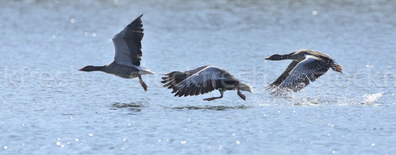 Graylag Geese taking off Stock photo © mobi68