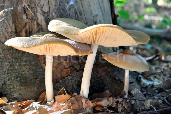 Mushrooms on tree stump Stock photo © mobi68