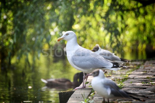 Stock photo: herring gull