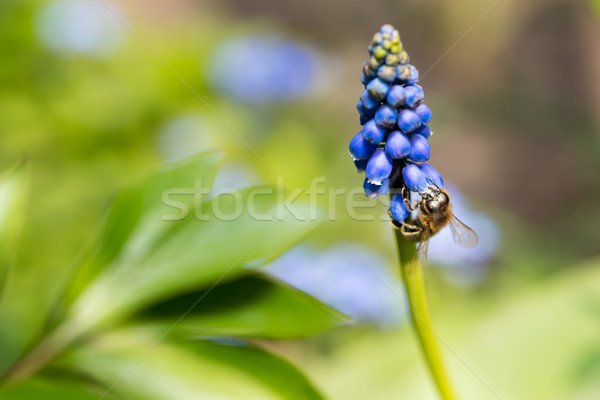 Albină neclara verde primăvară grădină fundal Imagine de stoc © mobi68