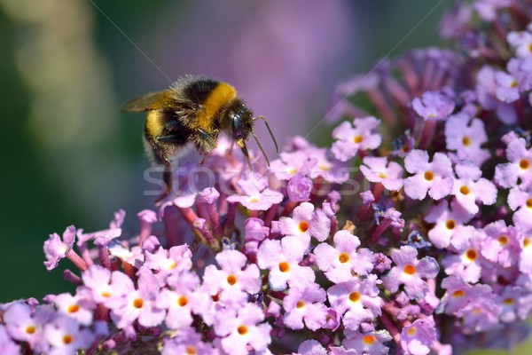 Bumblebee on Lilac Stock photo © mobi68