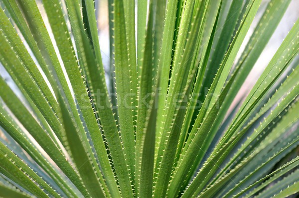 Aloe yaprak yeşil kaktüs keskin Stok fotoğraf © mobi68