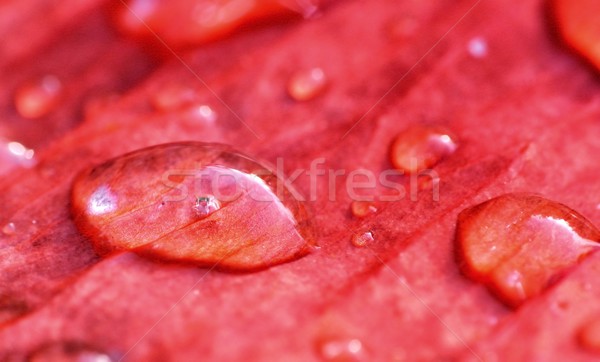 Las gotas de lluvia rojo hoja agua lluvia planta Foto stock © mobi68