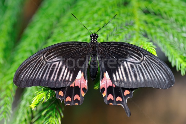 Siyah kırmızı kelebek yeşil bitki Stok fotoğraf © mobi68