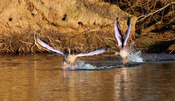 гусей полет два закат птиц красный Сток-фото © mobi68