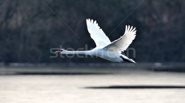 Foto stock: Silenciar · cisne · vôo · água