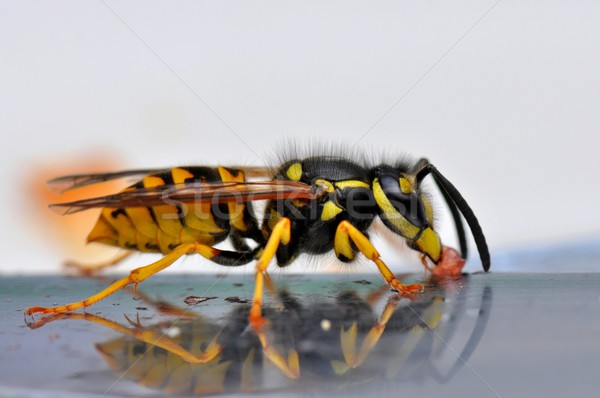 Foto d'archivio: Vespa · macro · pane · coltello · candy · nero