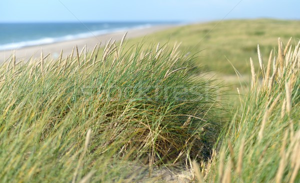 [[stock_photo]]: Herbe · mer · ciel · bleu · sable · vagues