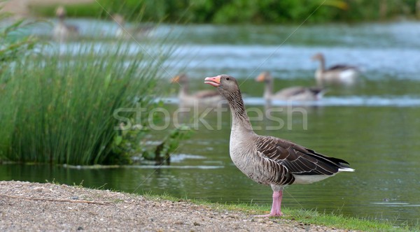 Greylag goose drake Stock photo © mobi68