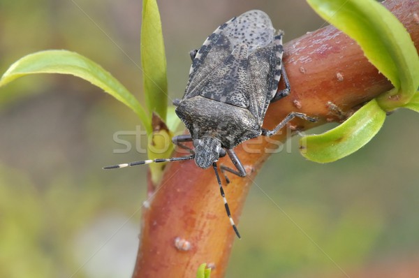 Grijs tuin bug Stockfoto © mobi68