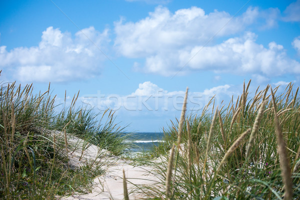 Dunes and sea Stock photo © mobi68