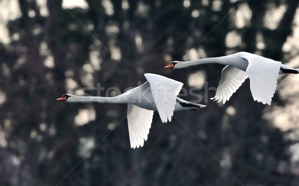 Swans in Flight Stock photo © mobi68