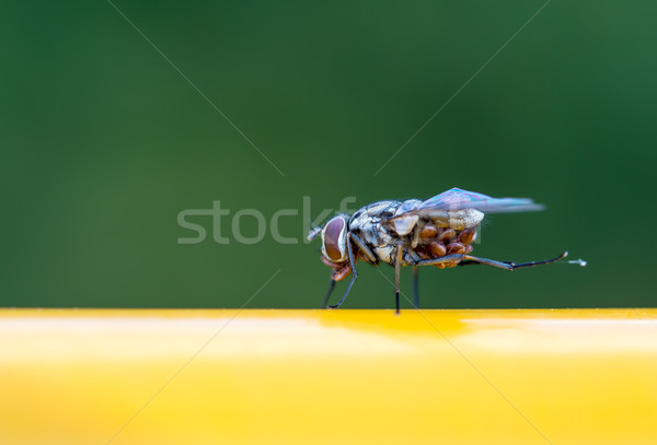 Fly Stock photo © mobi68