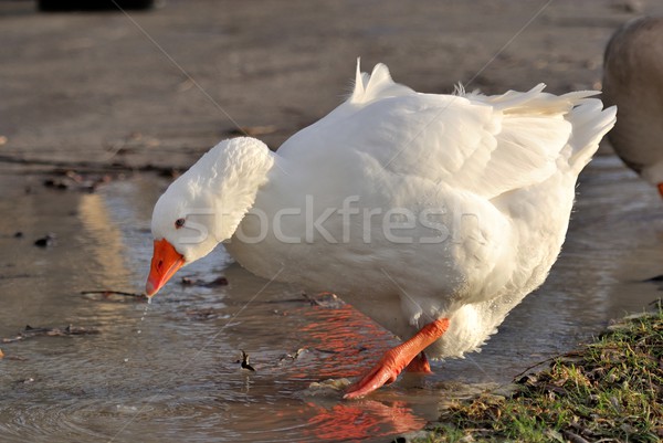белый гусь поиск продовольствие воды Сток-фото © mobi68