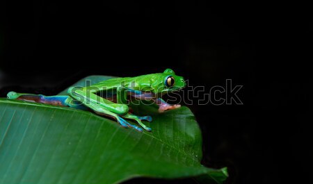 Stock photo: A beautiful blue sided leaf frog prepares to launch in the rainforests of Costa Rica.