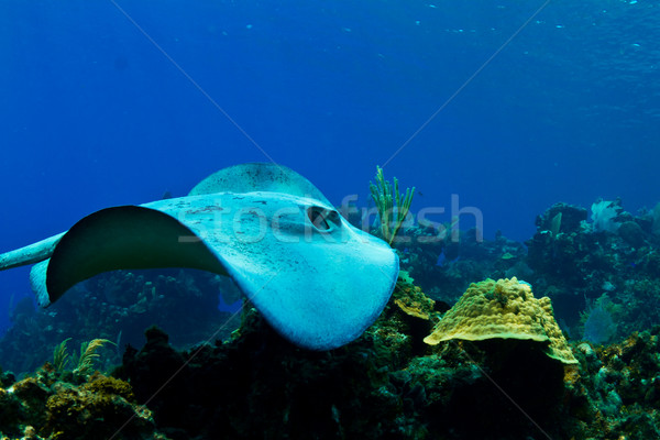 Stock photo: A stingray in Honduras