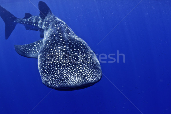 Whale Shark Honduras Stock photo © MojoJojoFoto