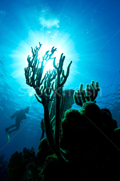 Búvár korallzátony Honduras búvár néz korall Stock fotó © MojoJojoFoto