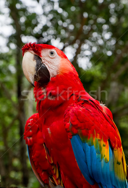 Stock photo: red and blue macaw