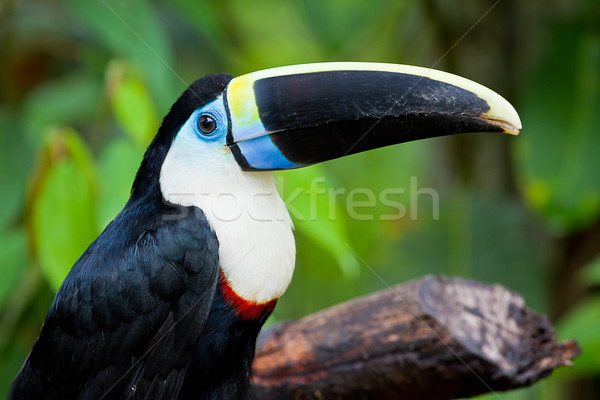 Stock photo: White chested toucan
