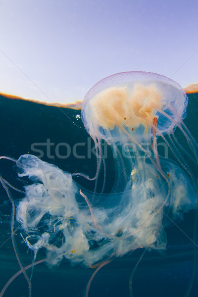 Stock photo: Red sea Jelly fish
