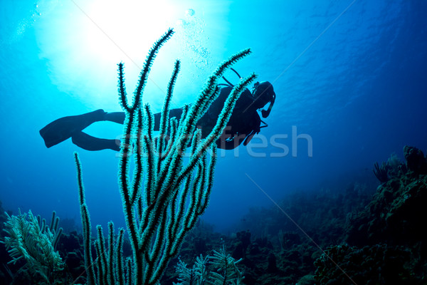 Plongeur tropicales dame Scuba sport fond [[stock_photo]] © MojoJojoFoto