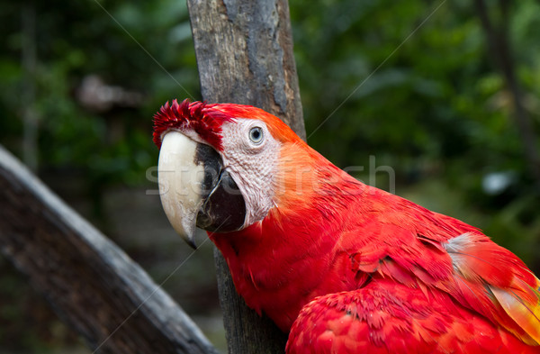 red macaw Stock photo © MojoJojoFoto