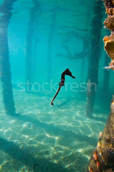 Stock photo: A seahorse under a wharf in Honduras