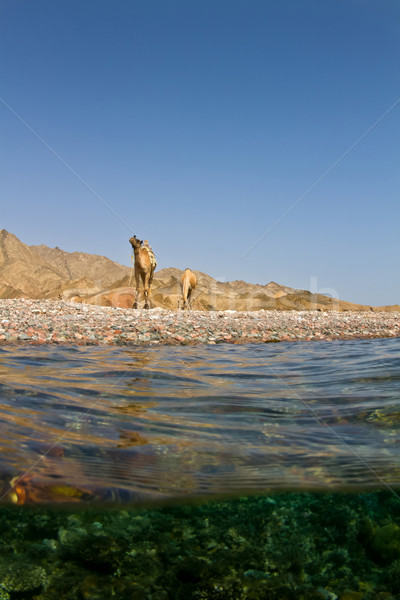 Stock photo: Red sea Camels