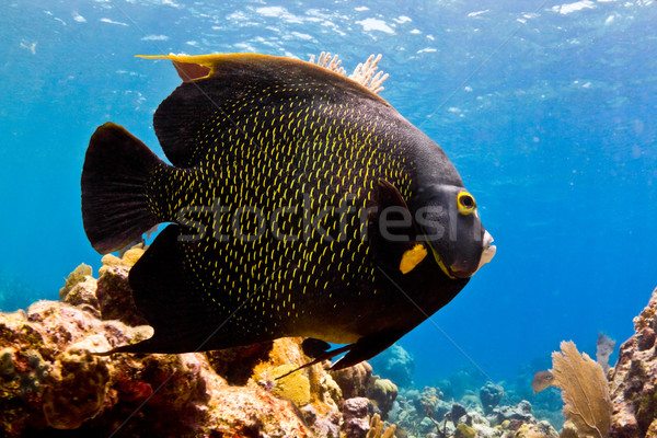 Stock photo: Angel fish