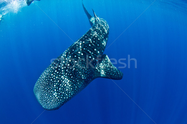 Balenă rechin urias scufunda înapoi apă Imagine de stoc © MojoJojoFoto