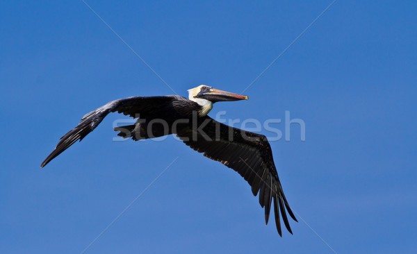 Stock photo: Pelican