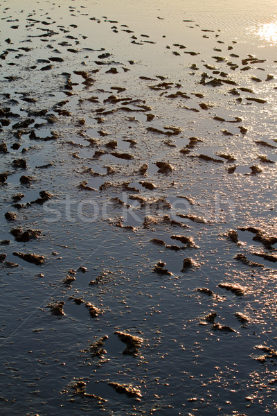 Stock photo: Muddy footsteps