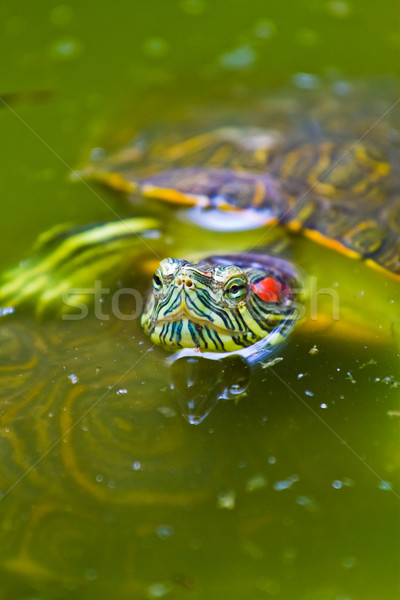 Red eared Mexican Turtle Stock photo © MojoJojoFoto