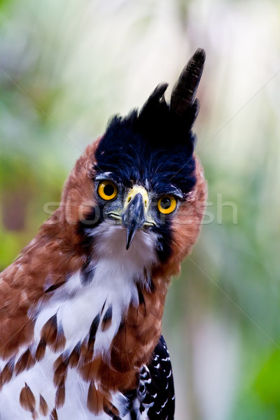 hawk eagle front Stock photo © MojoJojoFoto