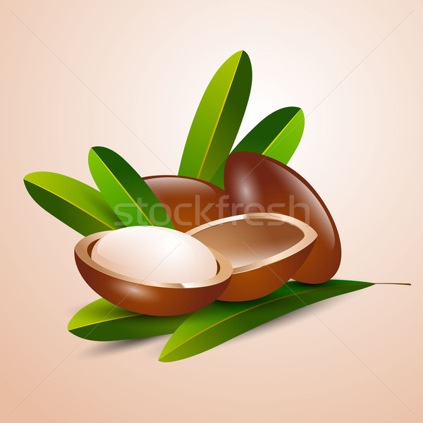 vector illustration argan tree branch  Stock photo © mOleks