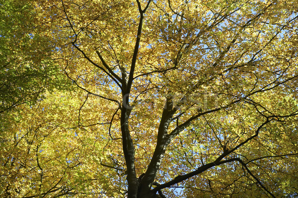 Tree Canopy In Autumn Stock photo © monkey_business
